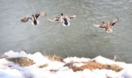 Nadeszła odwilż. Czyżby to już wiosna? Fot. Marek Santarius