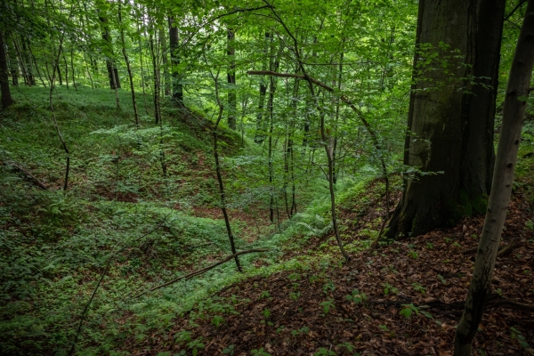 Ochłoda w lesie...