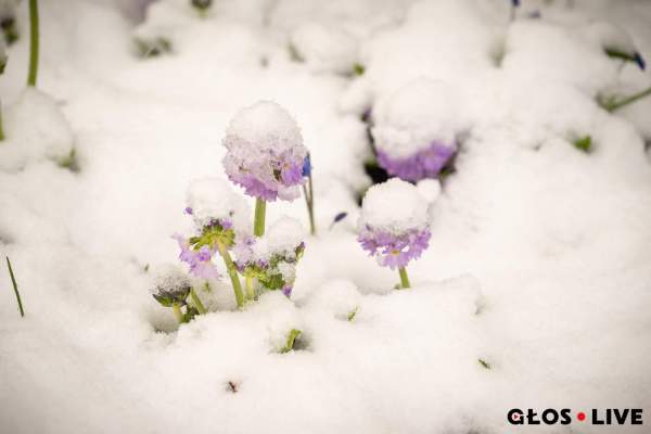 Znowu śnieg...