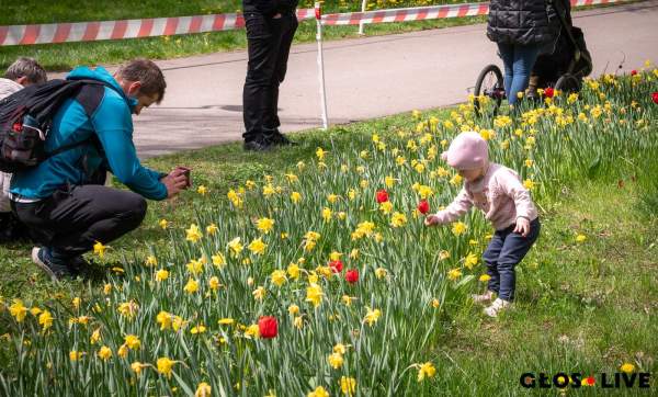 Narcyzy, tulipany...