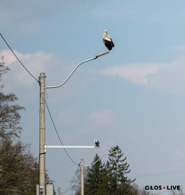 Bociany są u nas...