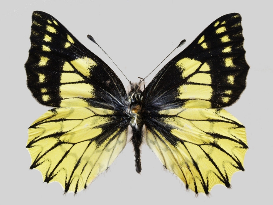 Image Catasticta copernicus - tak nazwano, na cześć Mikołaja Kopernika, nowy gatunek motyla, którego badacze z UJ