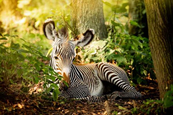 Image Ostrawa: w ogrodzie zoologicznym urodziło się młode zebry pręgowanej