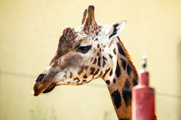 Image Ostrawa: Żyrafa na rocznym pobycie. Kolejna atrakcja miejscowego zoo