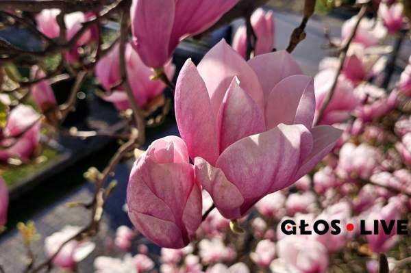 Image Cieszyn: magnolie, cudowne magnolie